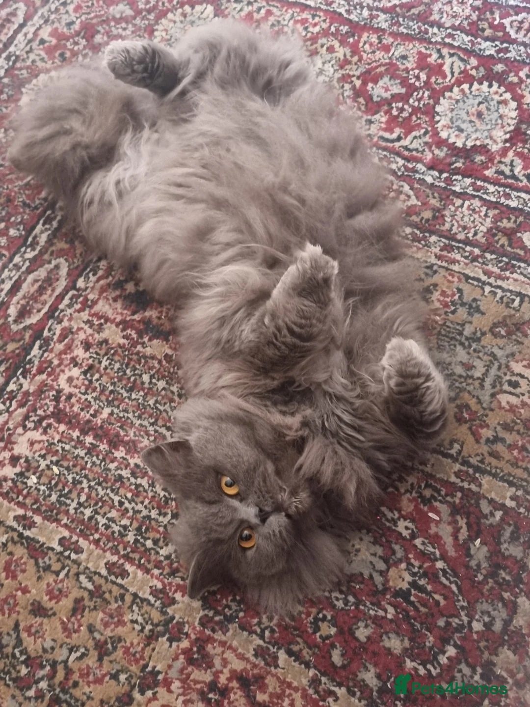 Persian cats for sale: Persian cat female 2 years old - Advert 5