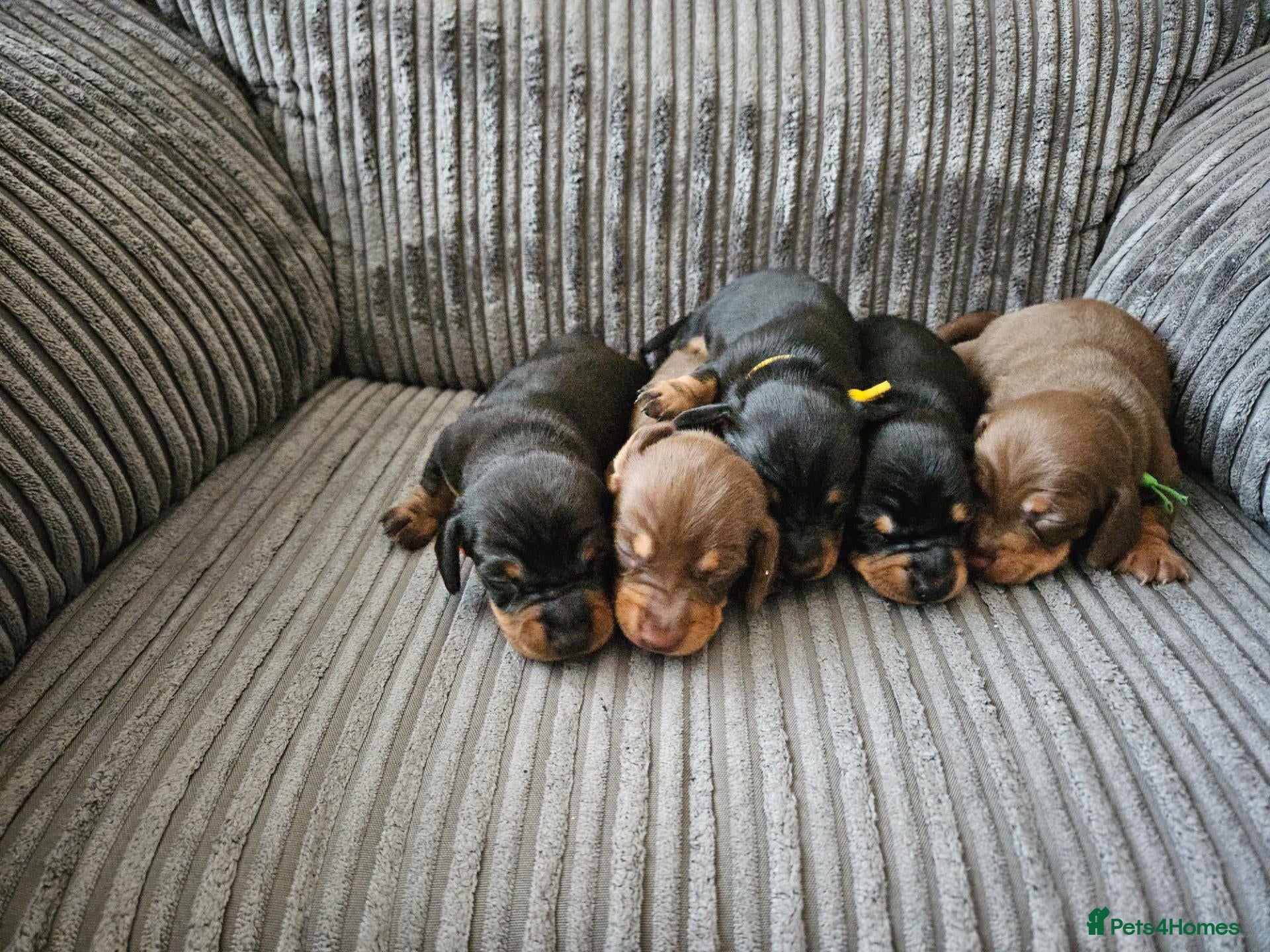 Miniature Dachshund dogs for sale: Miniature Daschund puppies 5 male - Advert 8