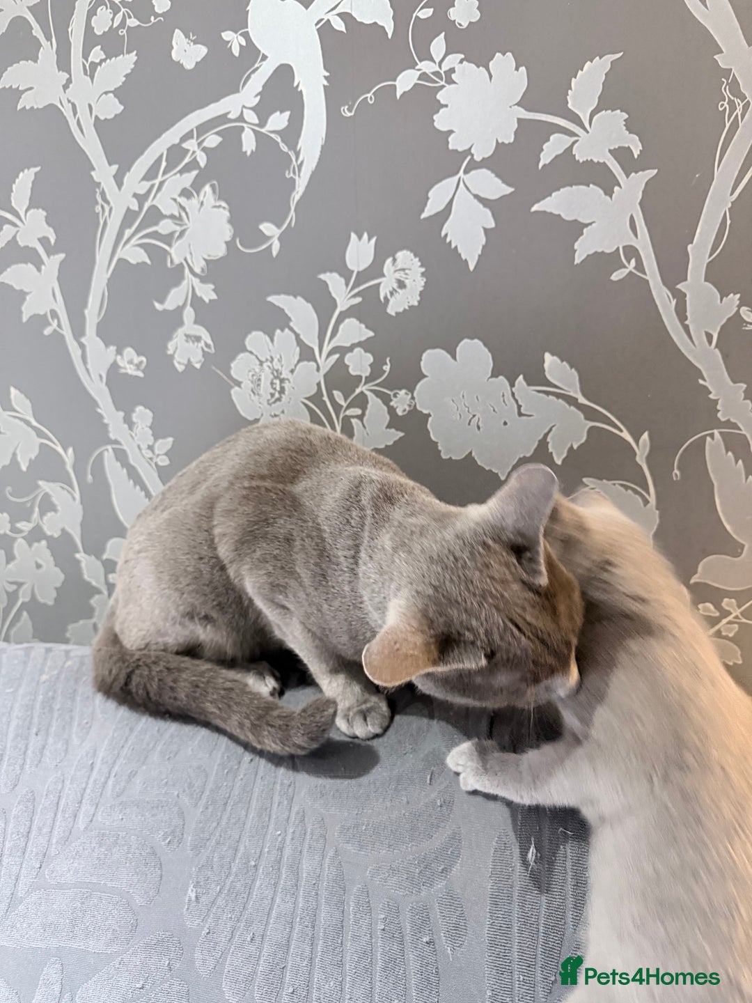 Russian Blue cats for sale:  friendly Russian blue excellent with kids - Advert 12