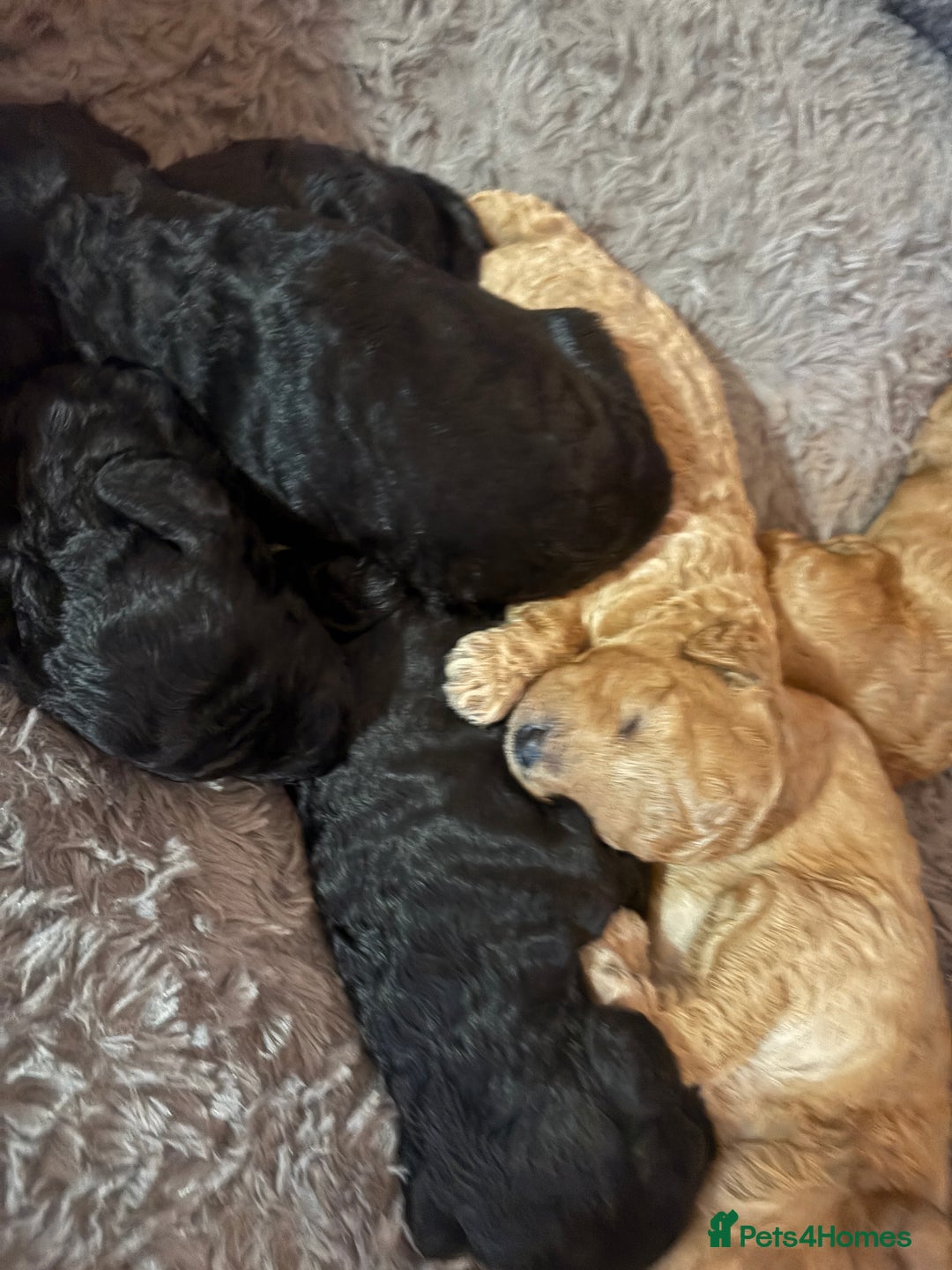 Cavapoo dogs for sale: Beautiful cavapoo puppies from a family home - Advert 8