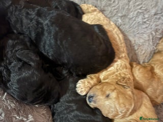 Cavapoo dogs Beautiful cavapoo puppies from a family home - Advert 6