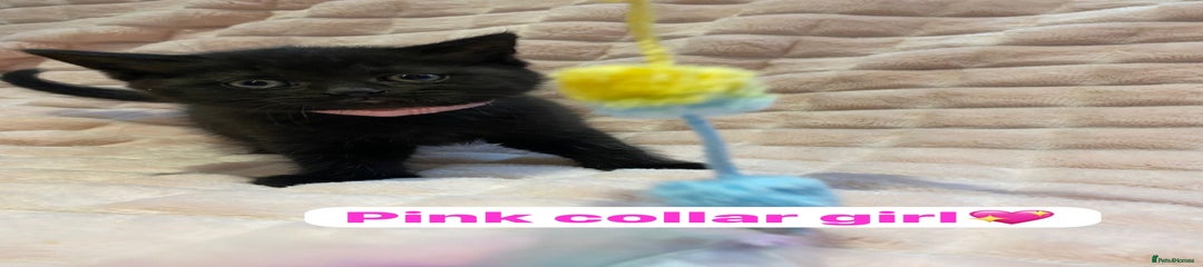 Pink collar -Girl