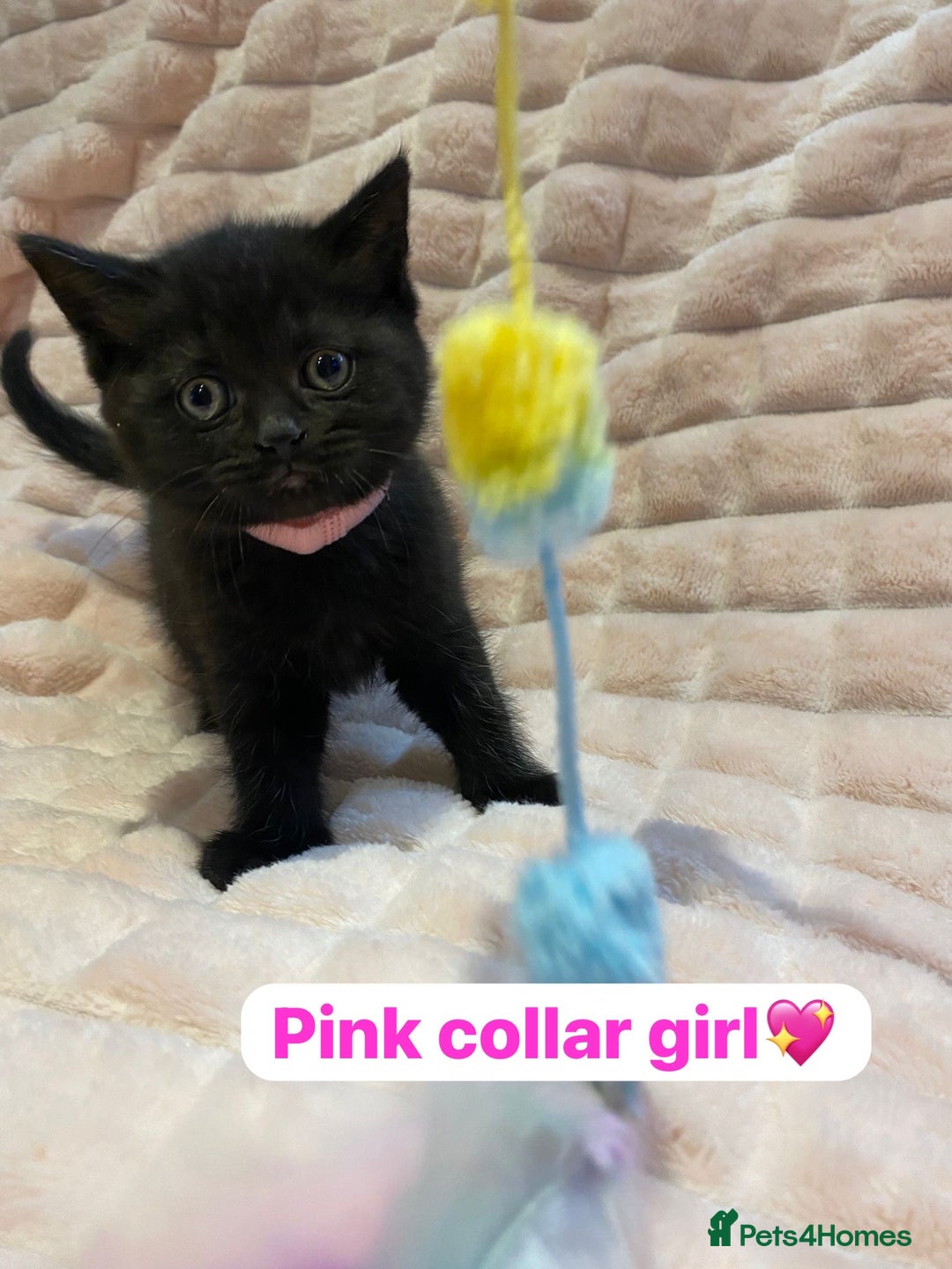 British Shorthair cats for sale: 7 stunning British shorthair cross kittens🩷🩵 - Image 15
