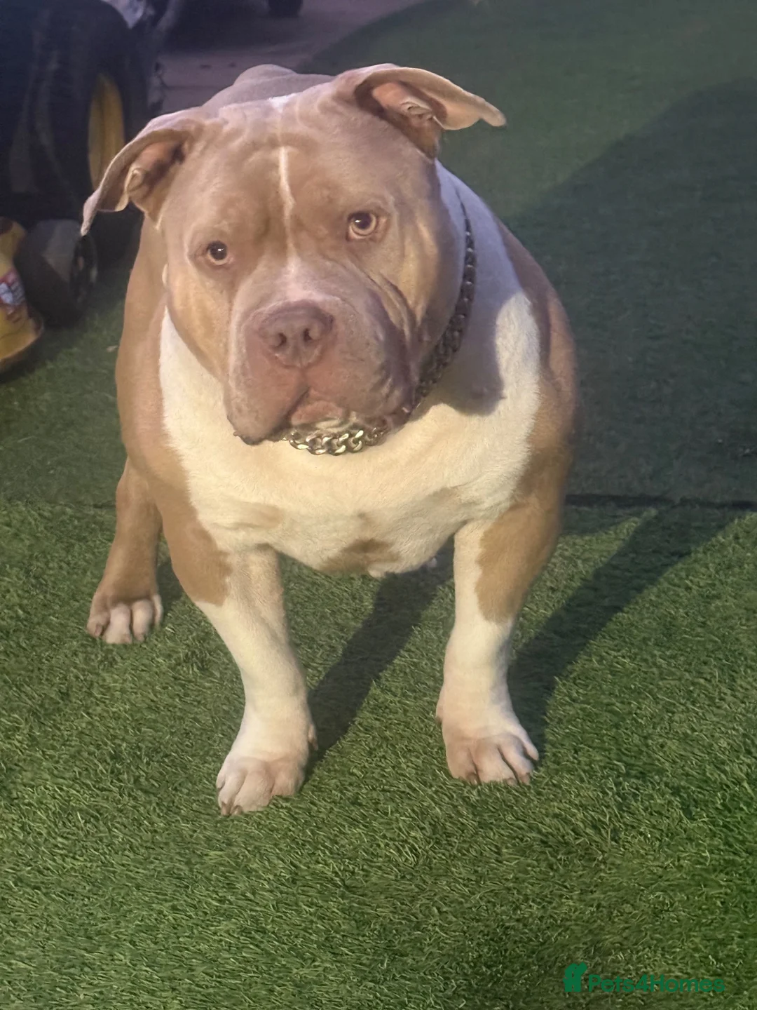 Mixed Breed dogs for sale: Pocket Bully (not a XL Bully)  - Advert 39