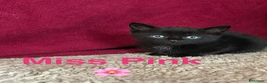 Miss Pink 🌸 DSH kitten 3