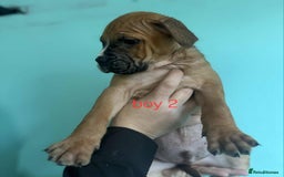 Mixed Breed dogs for sale: Beautiful mastiff cross pups - Image 1