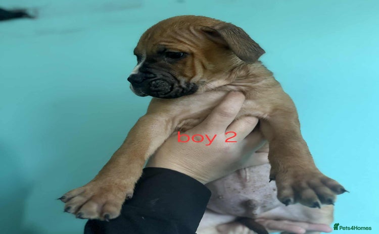 Mixed Breed dogs - Advert 2