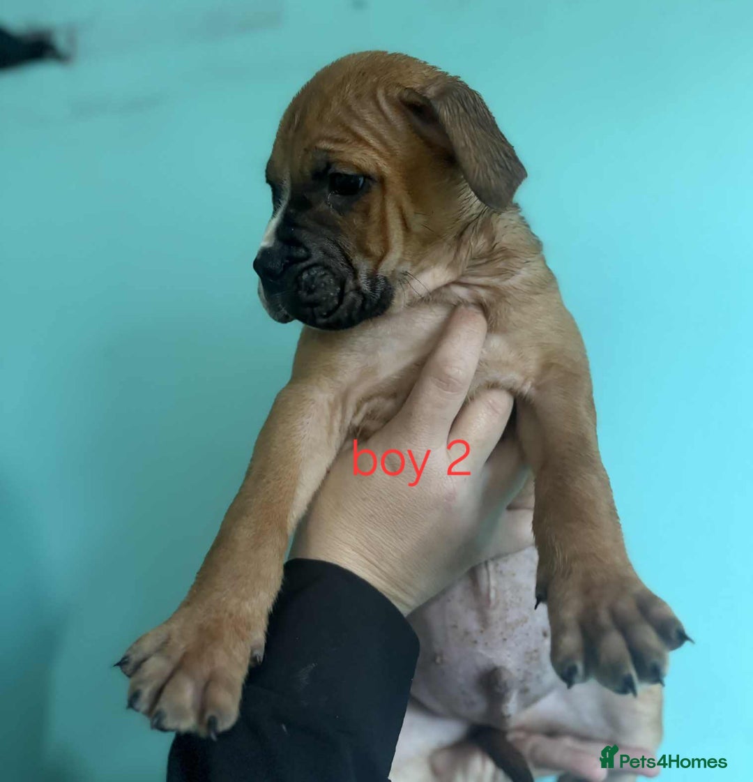 Mixed Breed dogs for sale: Beautiful mastiff cross pups - Image 1