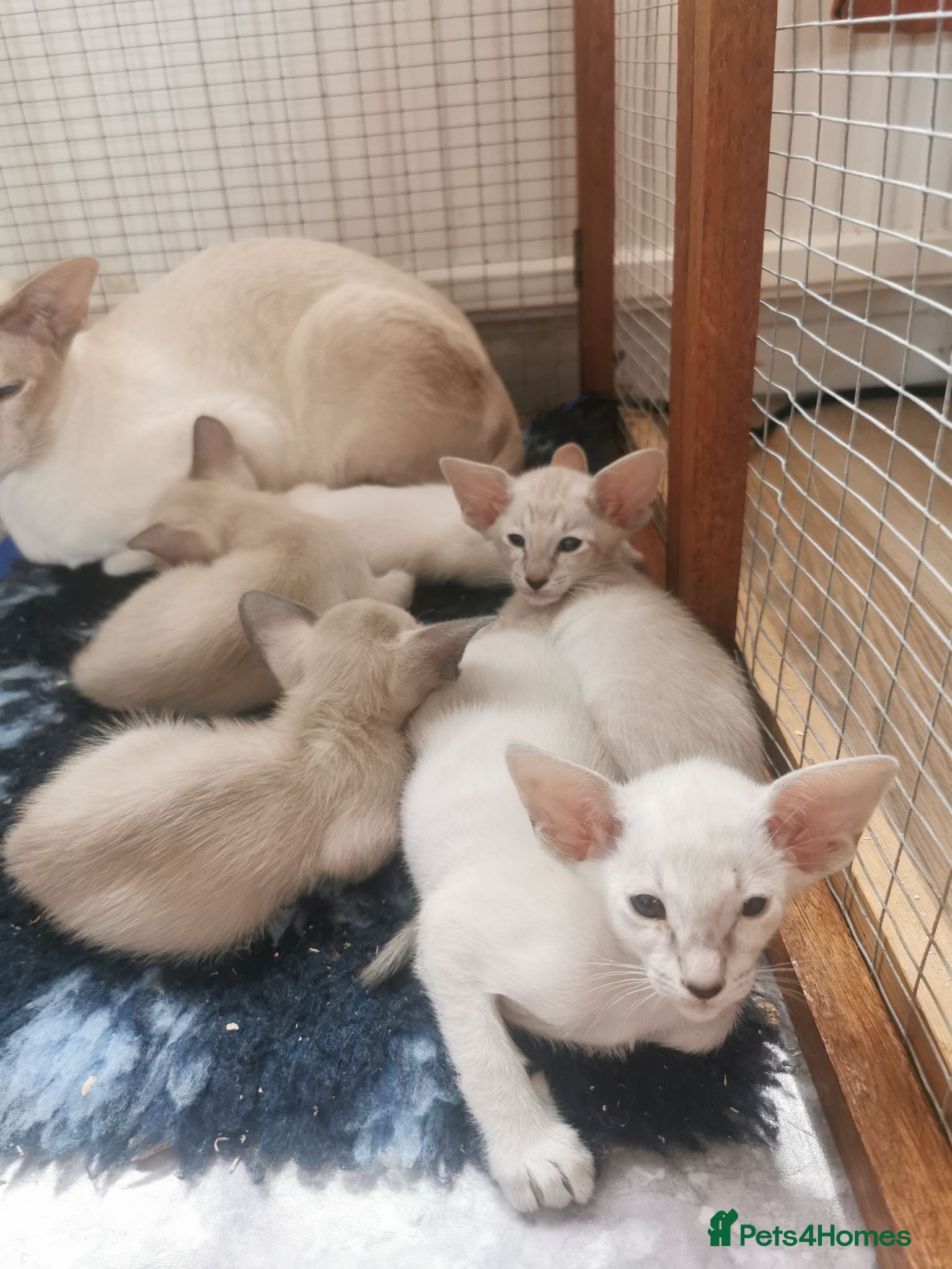 Siamese cats Siamese Kittens for sale - Advert 6
