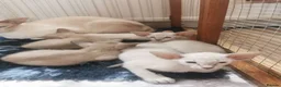Siamese cats for sale: Siamese Kittens for sale - Advert 1