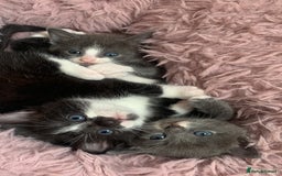 Mixed Breed cats for sale: Beautiful kittens.  - Image 1
