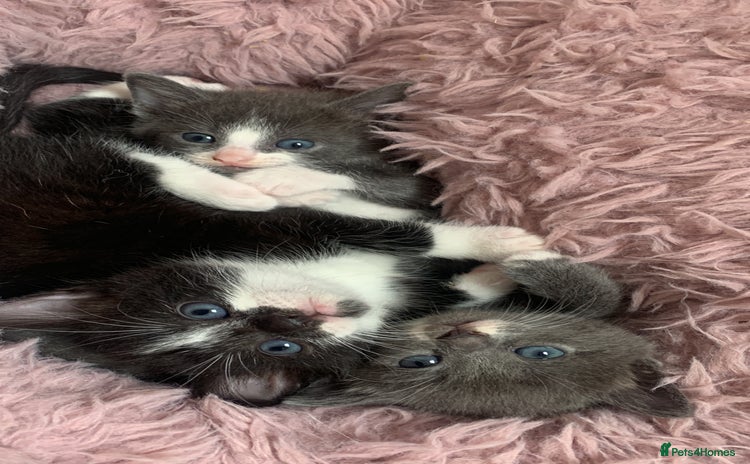 Mixed Breed cats - Advert 11