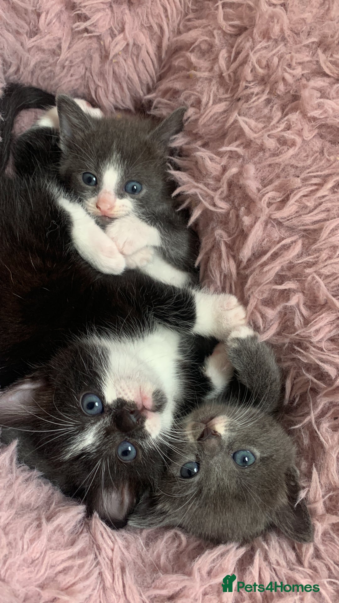 Mixed Breed cats for sale: Beautiful kittens.  - Image 1