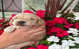Cockapoo dogs for sale: 7 gorgeous apricot f1 DNA tested Cockerpoos  - Image 5