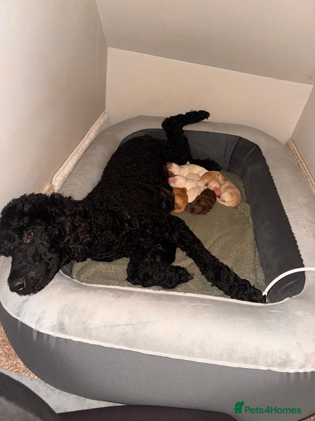 Goldendoodle dogs for sale: Beautiful F1b standard Goldendoodle puppies - Advert 4