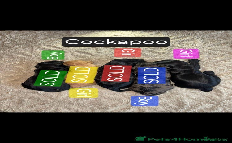 Cockapoo dogs Cockapoo puppies 🐶 only 1 left! - Advert 4
