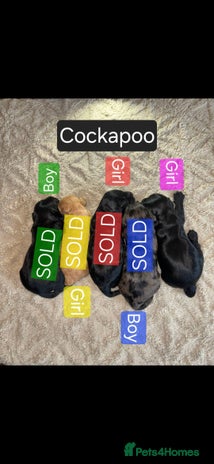 Cockapoo dogs Cockapoo puppies 🐶 only 1 left! - Advert 4