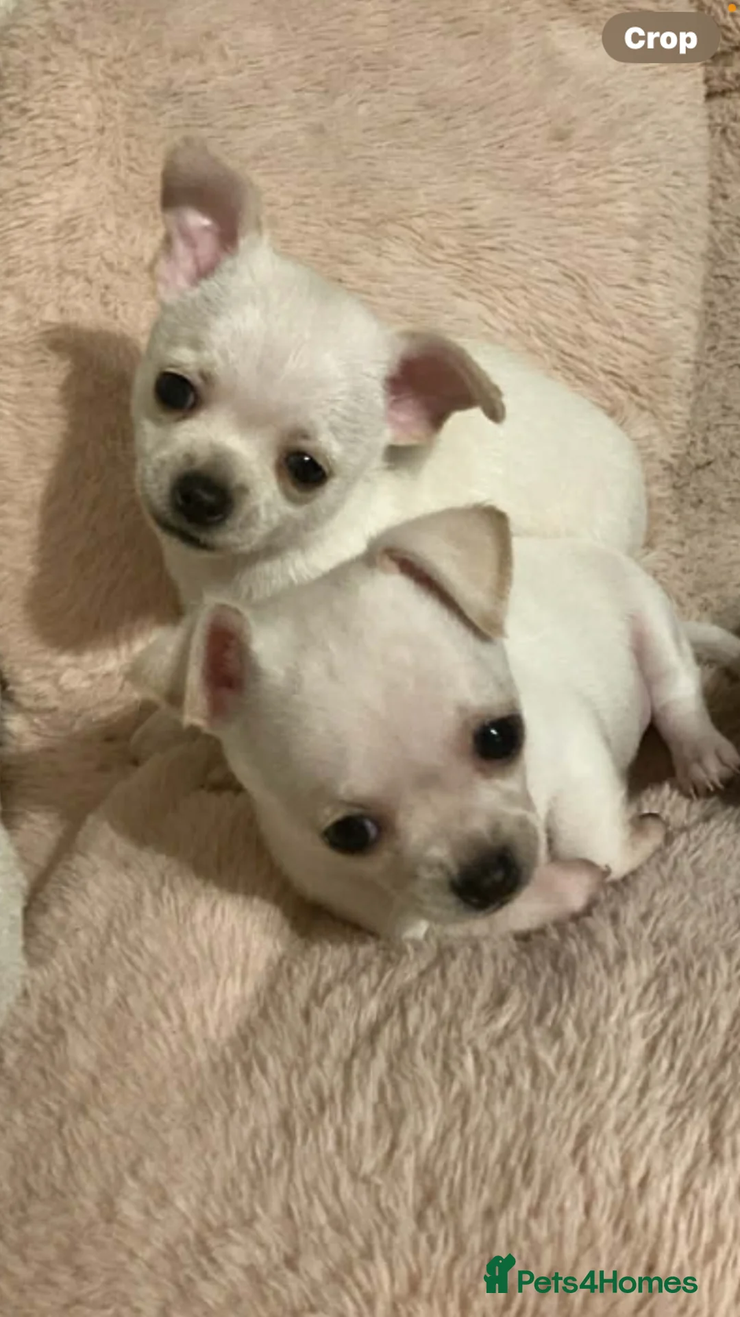 Chihuahua dogs for sale: Chihuahua  - Advert 1