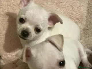 Chihuahua dogs Chihuahua - Advert 8