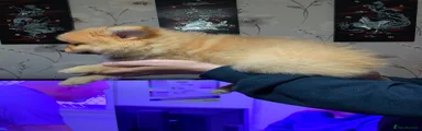 German Spitz 6