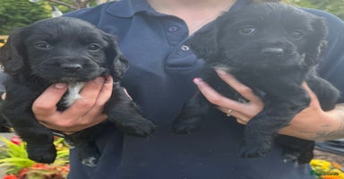 Cocker Spaniel dogs - Advert 8