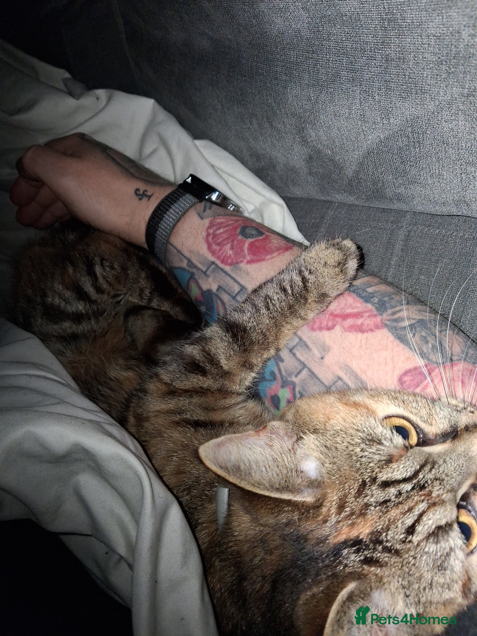 Mixed Breed cats 3 Kittens  - Advert 14