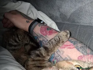 Mixed Breed cats 3 Kittens - Advert 14