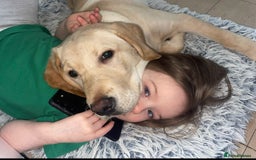 Labrador Retriever dogs for sale: Golden lab male - Image 1
