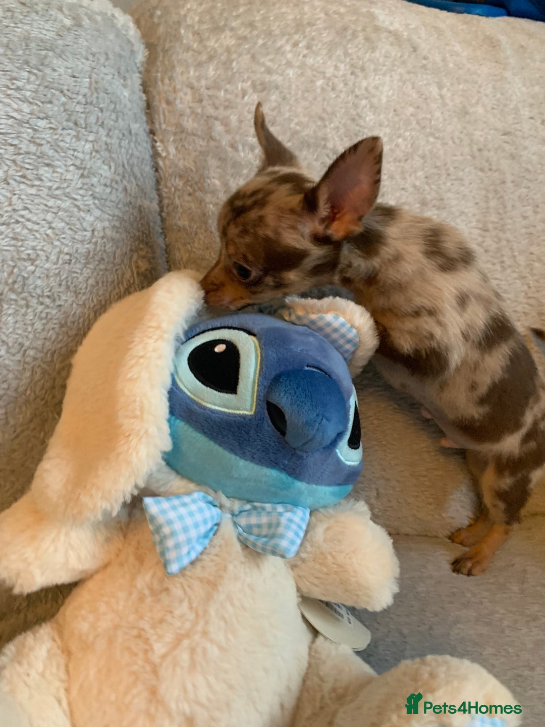 Mixed Breed dogs for sale: Chihuahua x  - Image 23