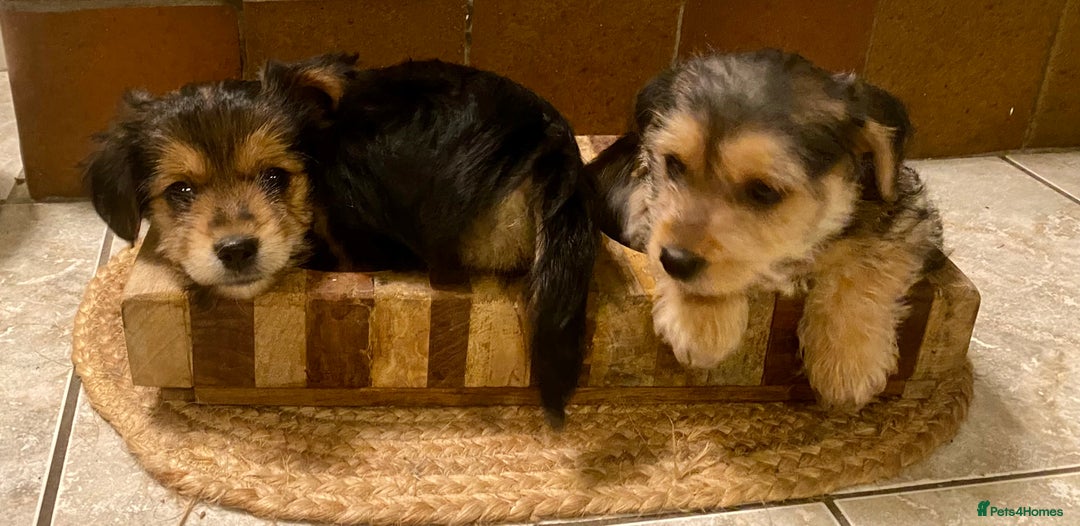 Jack Russell dogs for sale: Jack Russell Puppies  - Image 3