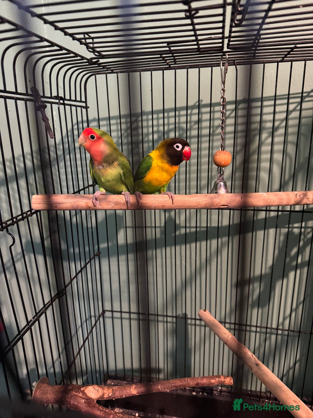 Canaries birds for sale: Canaries, budgies and love birds  - Advert 15