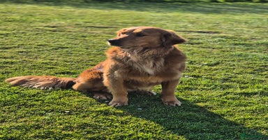 Golden Retriever dogs KC GOLDEN RETRIEVER PUPPIES, HEALTH SCORED PARENTS - Advert 12