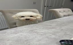 Poochon dogs for sale: Mother and son - Image 6