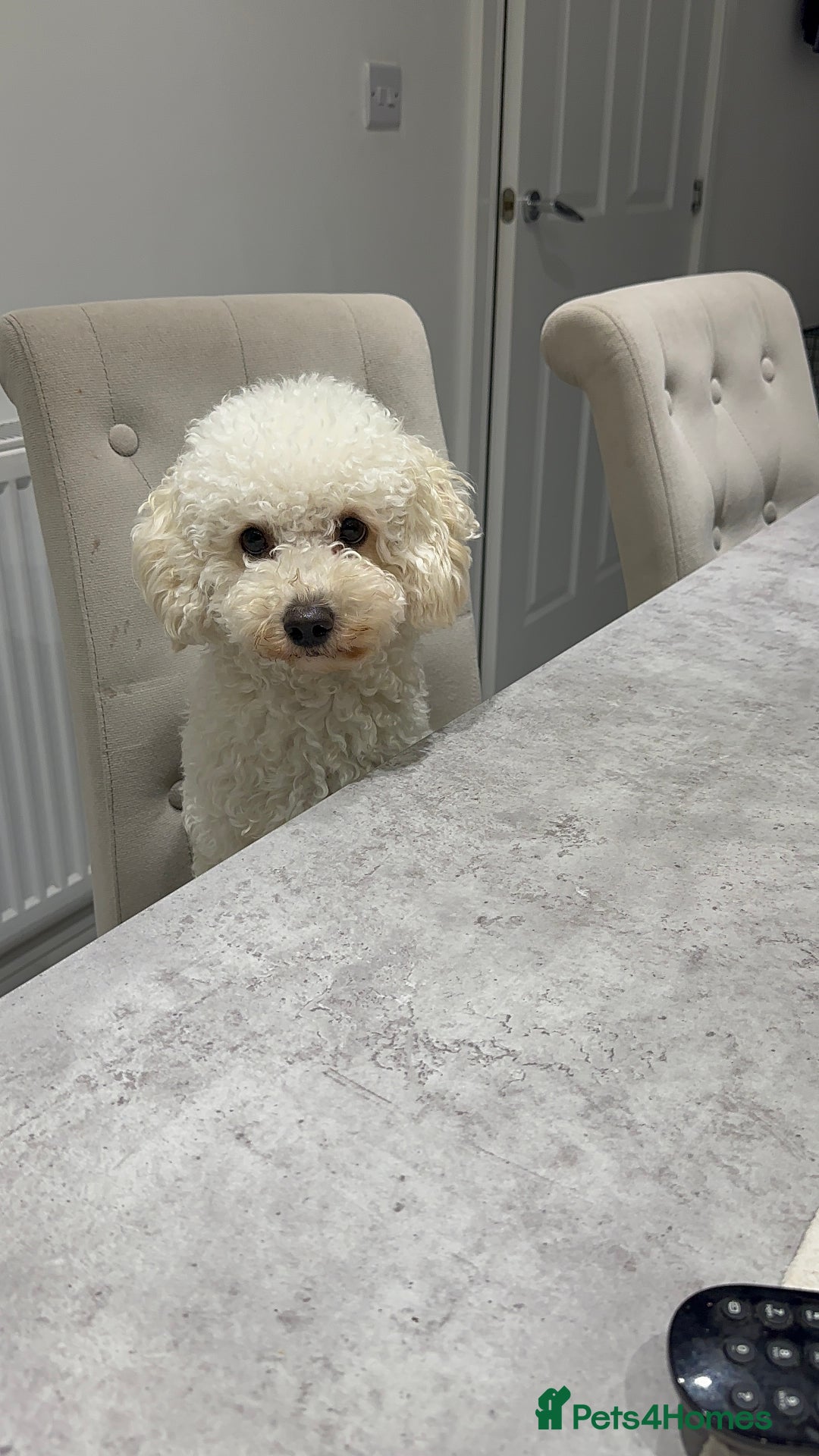 Poochon dogs for sale: Mother and son - Image 6