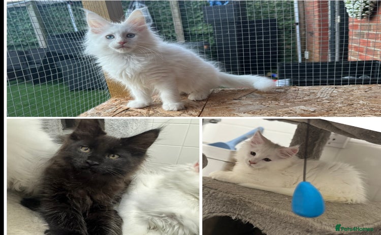 Maine Coon cats - Advert 2