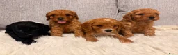 Cavapoo dogs for sale: F1 cavapoo puppies  - Advert 19