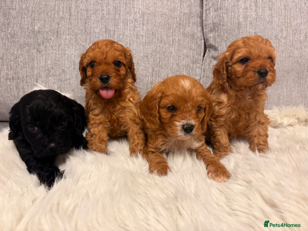 Cavapoo dogs for sale: F1 cavapoo puppies  - Advert 19
