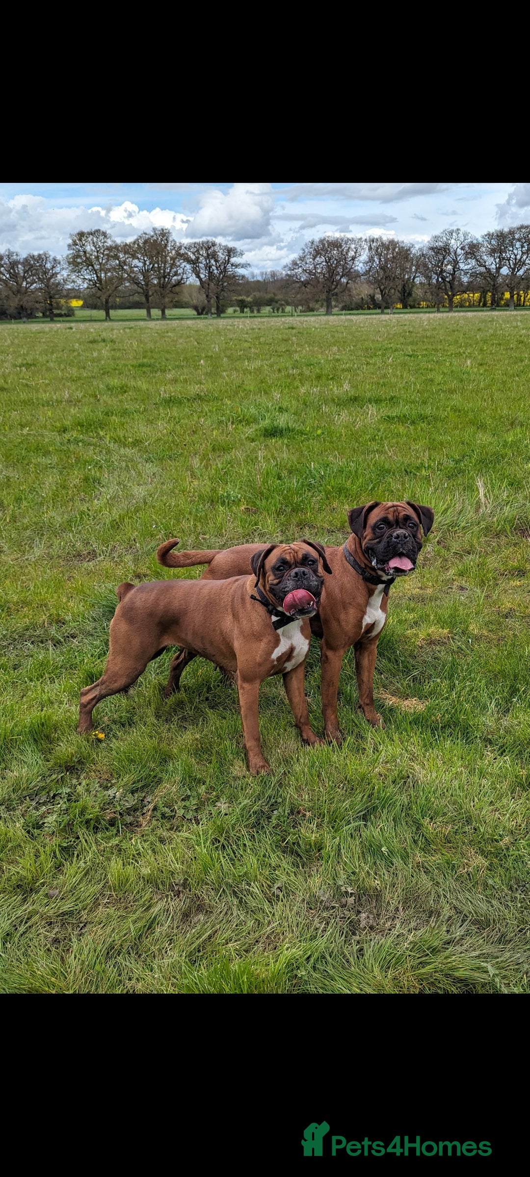 Boxer dogs for sale: Beautiful black mask bobtail/tailed boxer puppies  - Advert 7