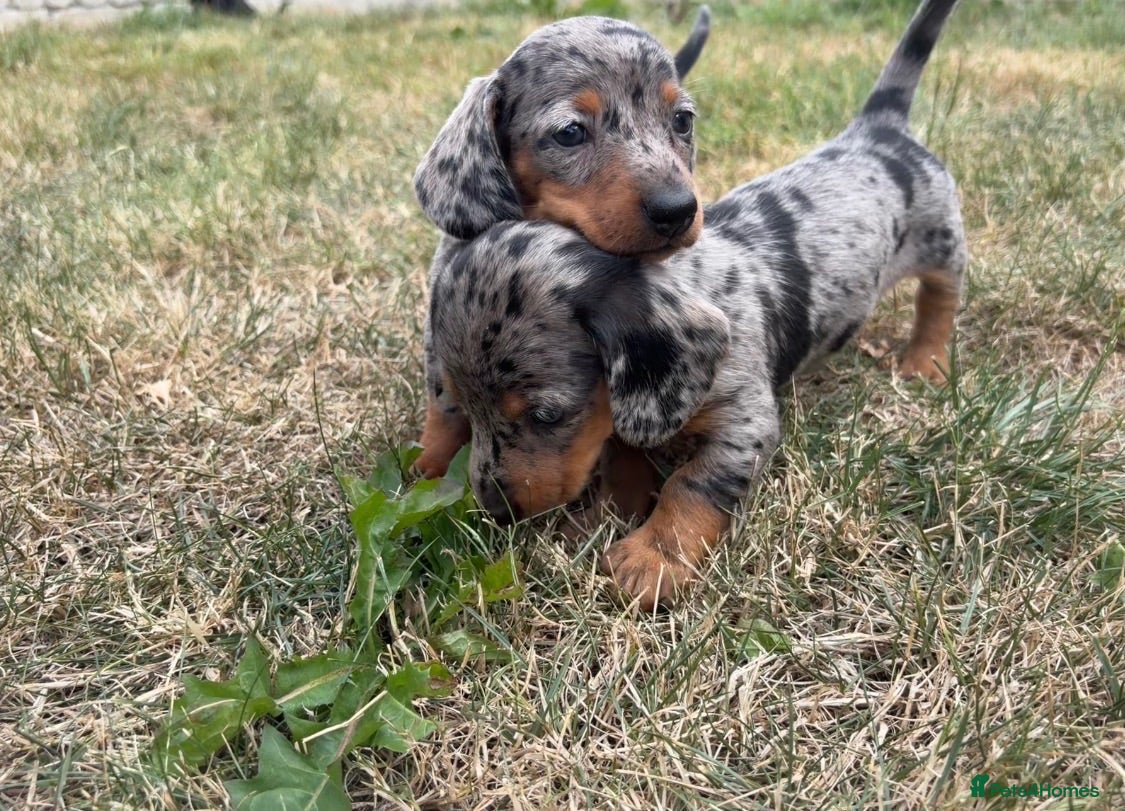 Miniature Dachshund dogs Miniature Dachshund Puppies  - Advert 1