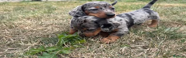 Miniature Dachshund 4
