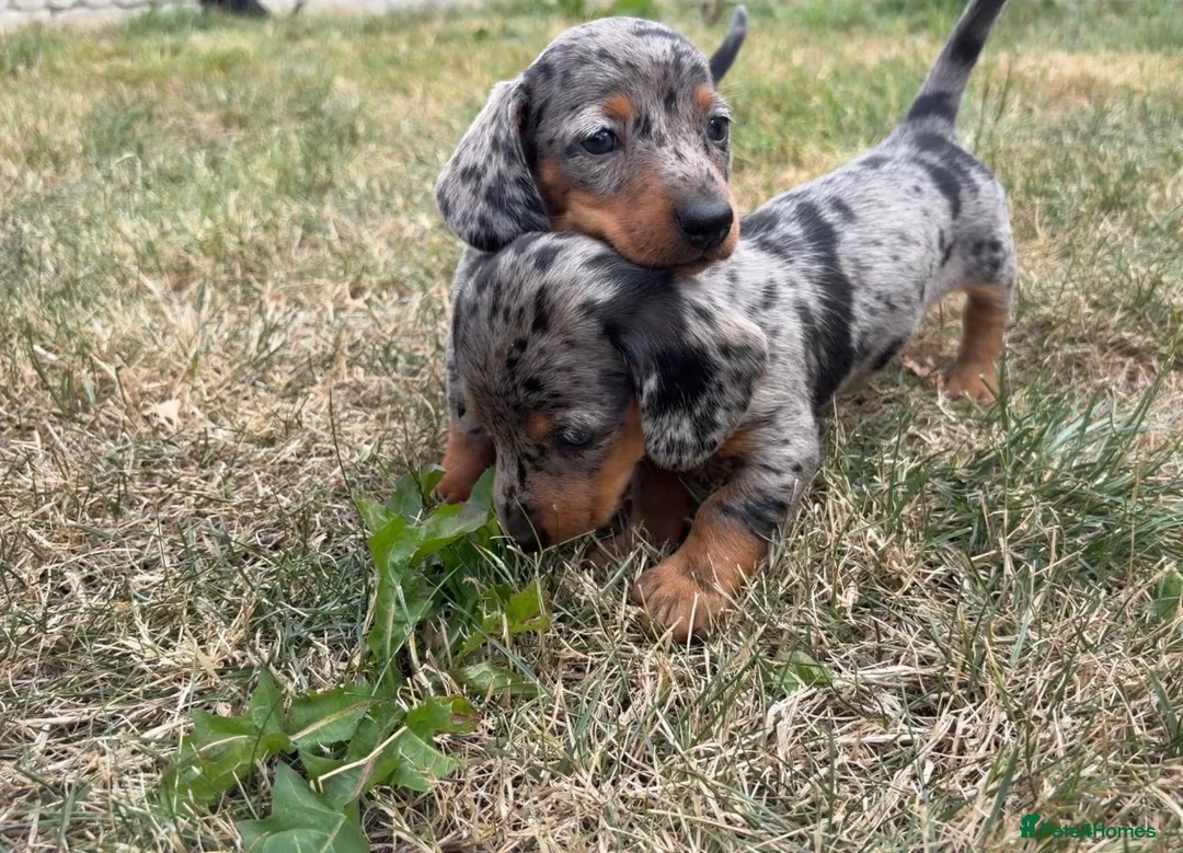 Miniature Dachshund dogs for sale: Miniature Dachshund Puppies  - Advert 1