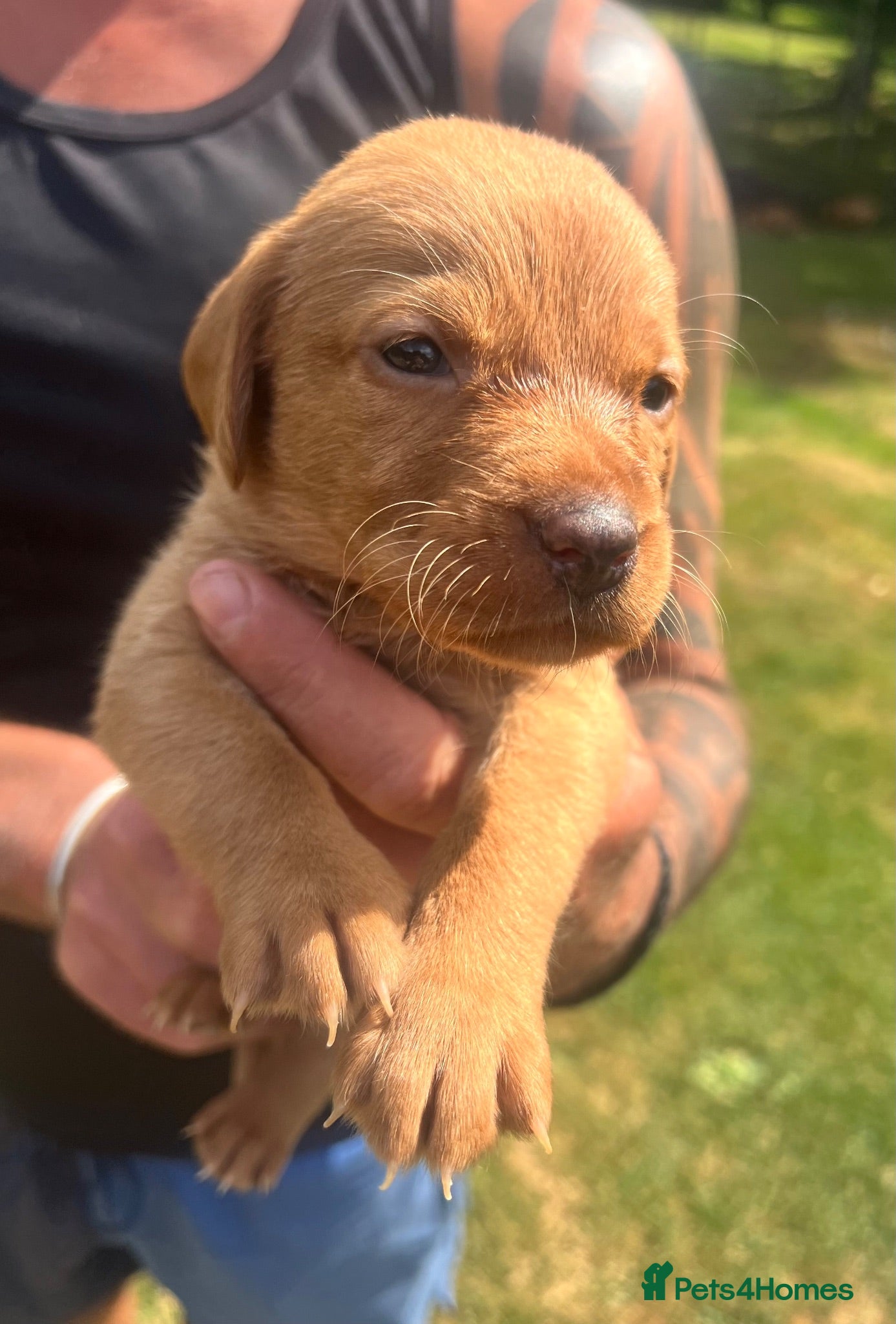 Labrador Retriever dogs DARK FOX RED KC LAB PUPS HEALTH TESTED 5* BREEDER - Advert 15