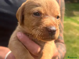 Labrador Retriever dogs DARK FOX RED KC LAB PUPS HEALTH TESTED 5* BREEDER - Advert 15