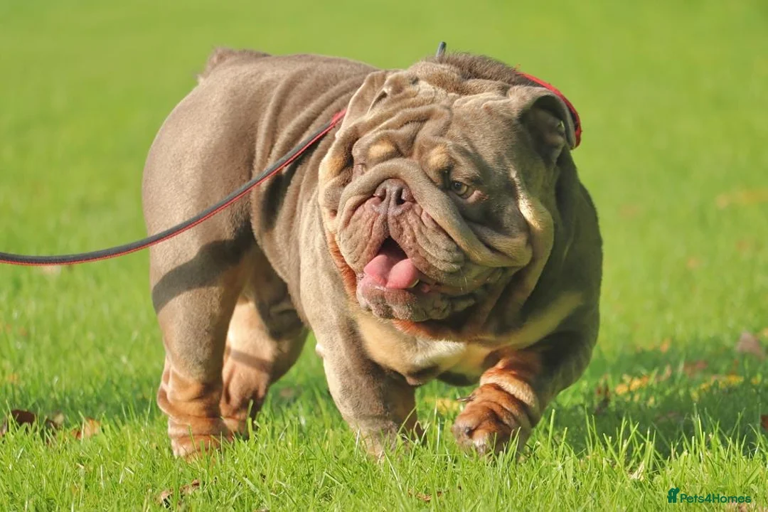 English Bulldog dogs for stud: CREATEABULLZ 🚨LOADED-LUX REDUCED  in Manchester - Advert 5