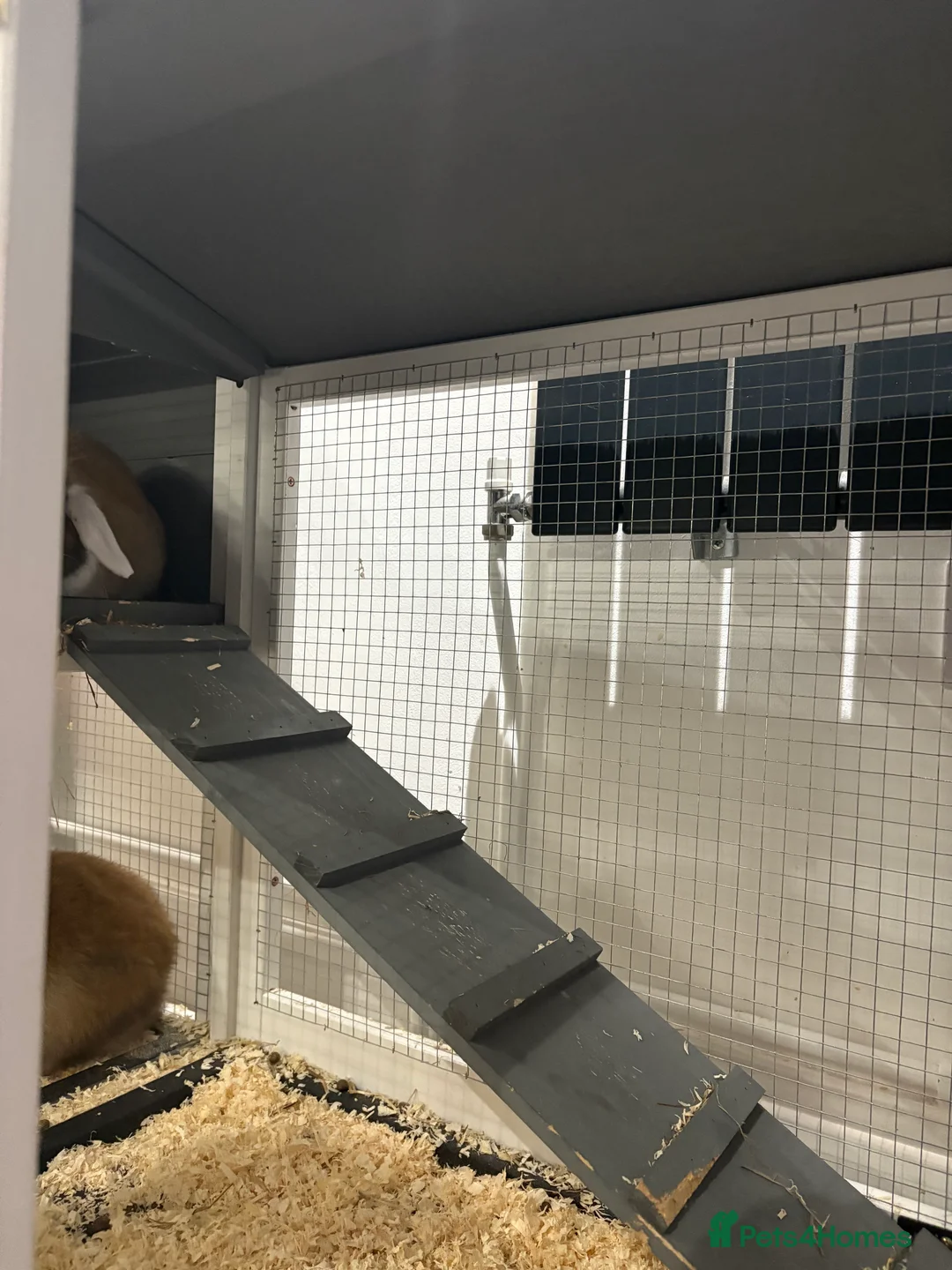 Mini Lop rabbits for sale: X2 Mini Lop Male Rabbits  - Advert 12