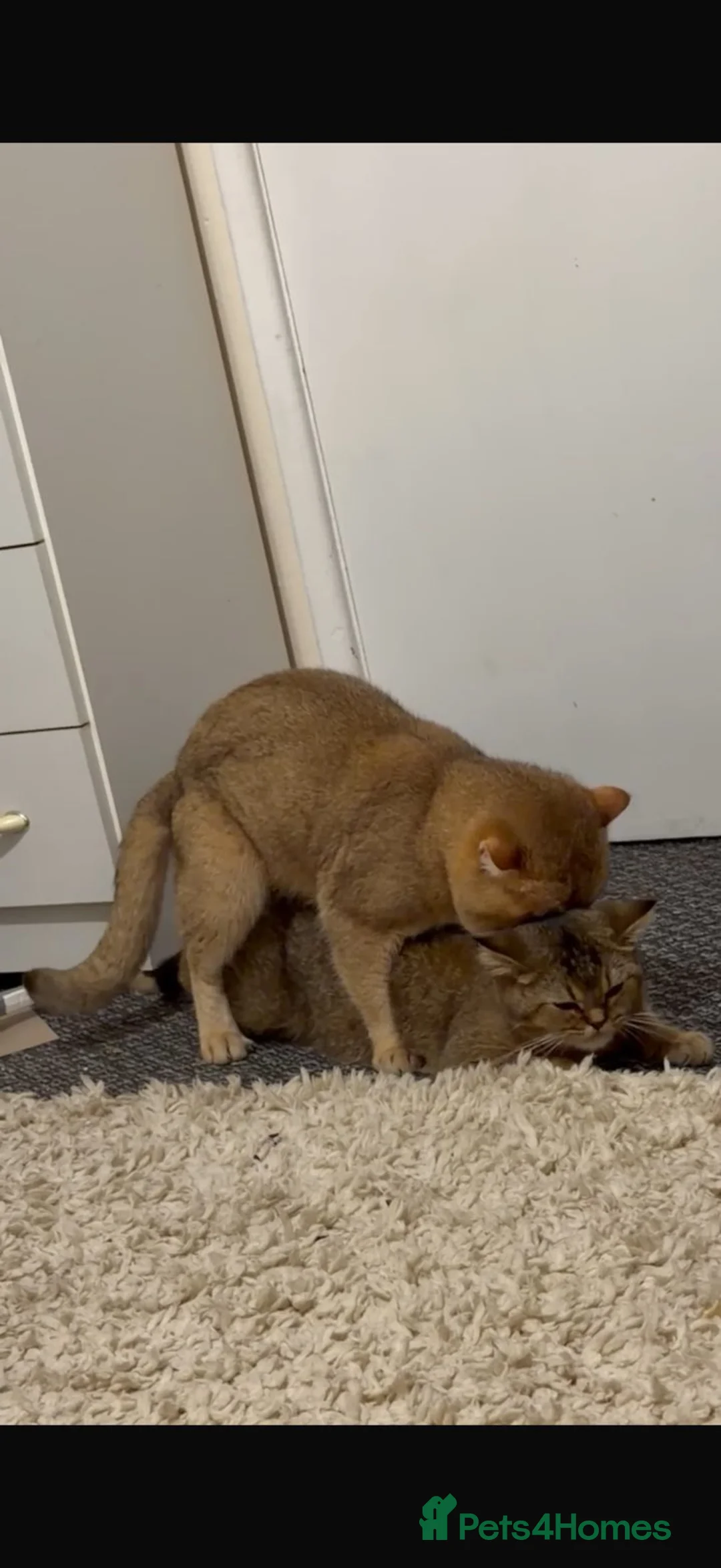 British Shorthair cats for stud: British golden cat - Advert 8