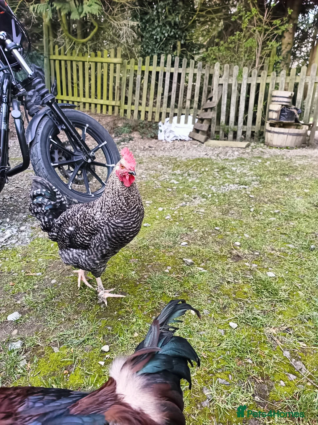 Chickens poultry for sale: Cockerels in Shrewsbury - Advert 2