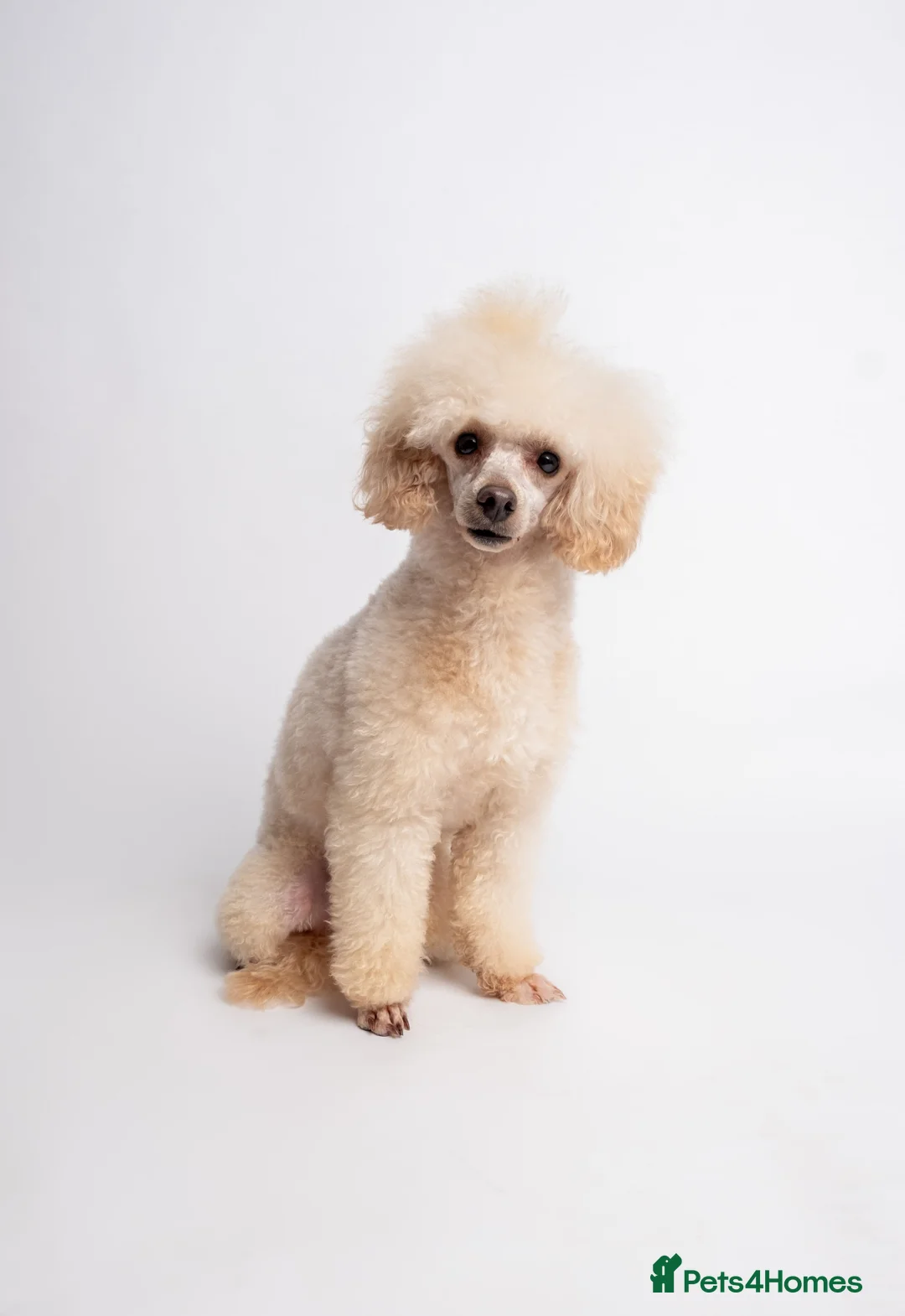 Toy Poodle dogs for stud: KC REG EXTENSIVELY HEALTH TESTED FOR STUD  in Hoddesdon - Advert 5