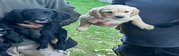 Sprocker dogs for sale: Sprocker spaniels  in North Walsham - Advert 2