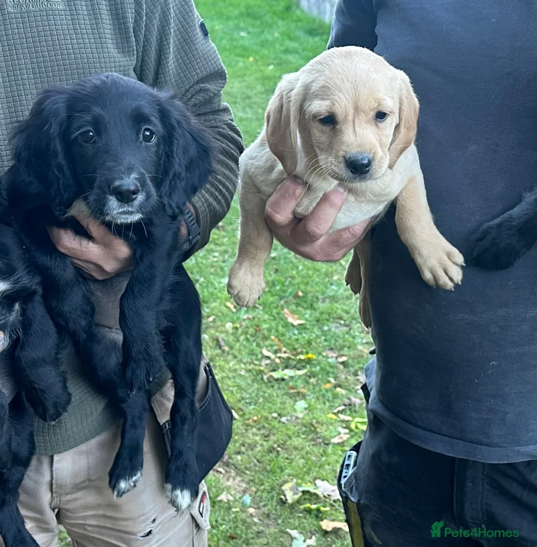 Sprocker dogs for sale: Sprocker spaniels  in North Walsham - Advert 2